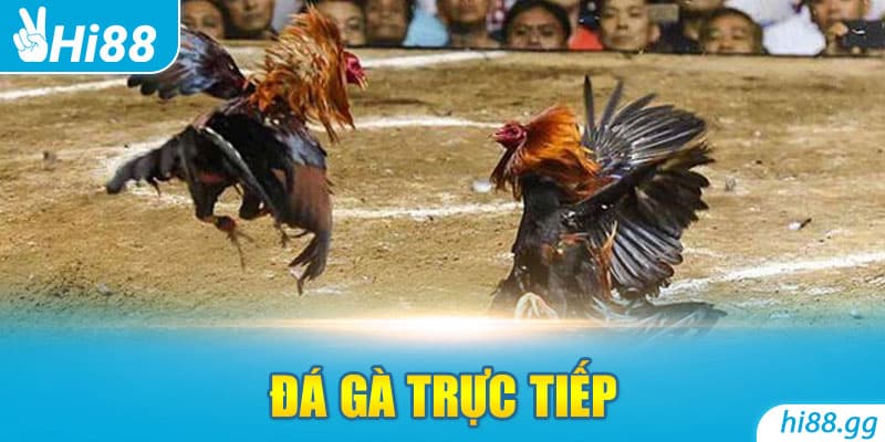 Đá Gà Trực Tiếp - Khám Phá Trò Chơi Cá Cược Đầy Kích Thích