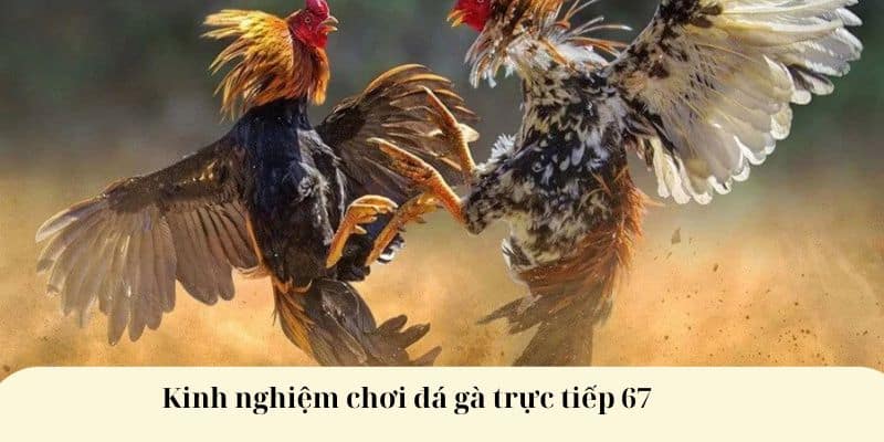 Kinh nghiệm chơi đá gà trực tiếp 67 