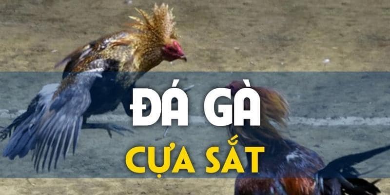 Đá gà cựa sắt là loại hình rất được người chơi quan tâm