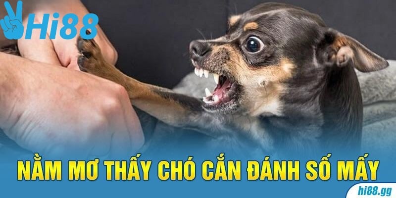 Nằm Mơ Thấy Chó Đánh Số Mấy Và Mang Điềm Báo Gì?