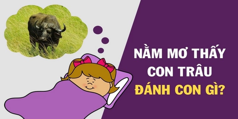 Nằm mơ thấy trâu đánh số mấy trúng lớn?