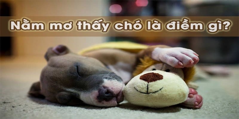 Giải mã từng trường hợp chiêm bao thấy chó